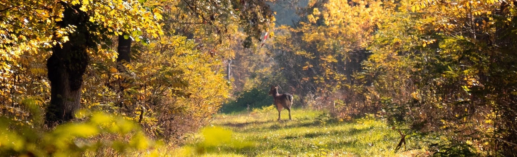 Good Luck, Little Buck